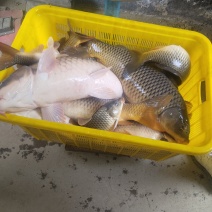 鲤鱼