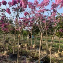 紫花风铃木2-12分，大量低价出售