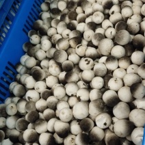 新鲜草菇，供港品质