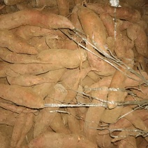 商署19酉爪红种署