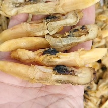 淡干蛏干野生无盐日晒福建特产当季大蛏干渔家自晒干新鲜大号