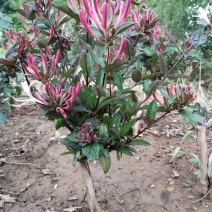 红色金银花苗，五彩金银花苗，产地批发。保证成活率，死苗补