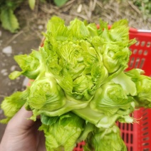 小心儿菜上市中，支持电商，超市，厂货，欢迎各位朋友的采购