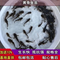 广东养殖户直供优质杂交黄骨鱼苗技术支持