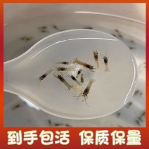 澳洲淡水龙虾苗养殖基地直发货源充足欢迎致电