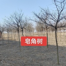 河北定州皂角树树苗绿化苗木乔灌木行道树基地直发
