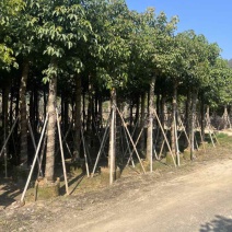 秋枫5-18分，各种规格，大量低价出售