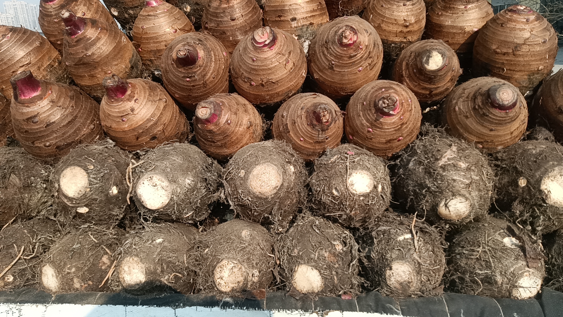 大芋头与小芋头对比图示