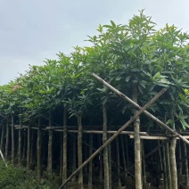 芒果3-15分，各种规格，大量低价出售