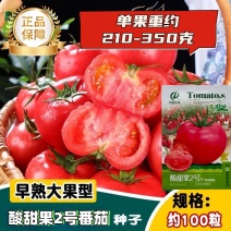 酸甜果2号大果水果番茄种子无限生长春秋播种沙瓤粉红西红柿