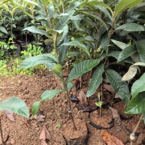 枇杷苗
