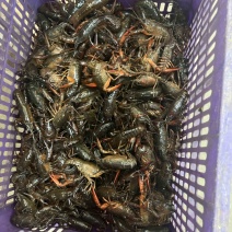 小龙虾