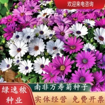南非万寿菊种子蓝目菊非洲菊种子耐寒景观园林庭院花卉四季花