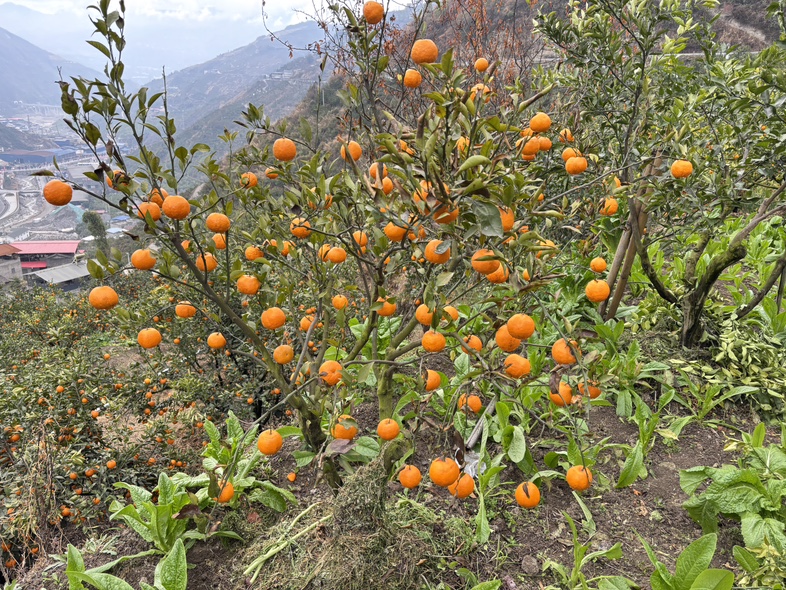 果园中的血橙树挂满果实