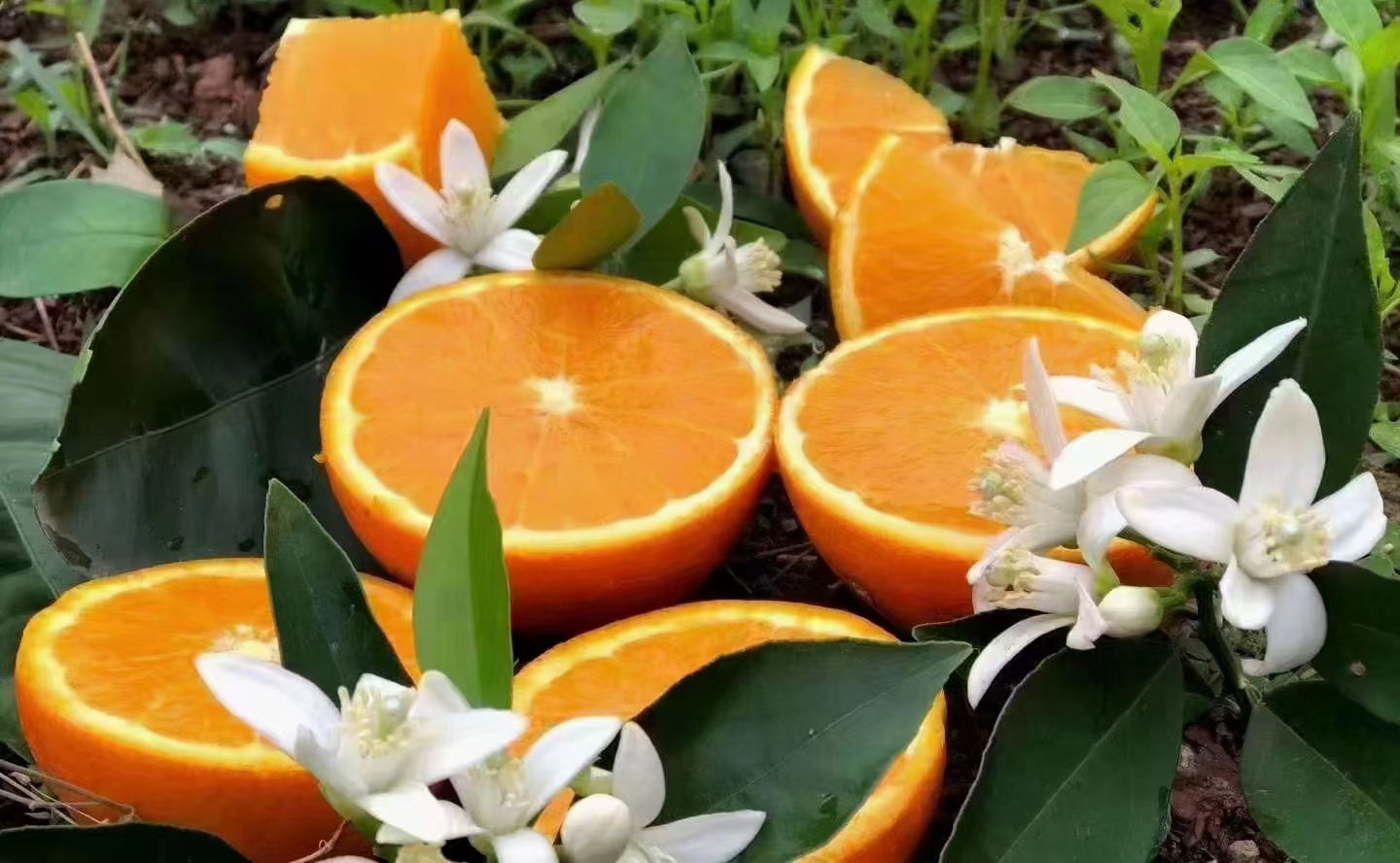 安德鲁甜橙茉莉果实与干茉莉花瓣摆放在木质餐盘上，背景为清晨阳光下的果园