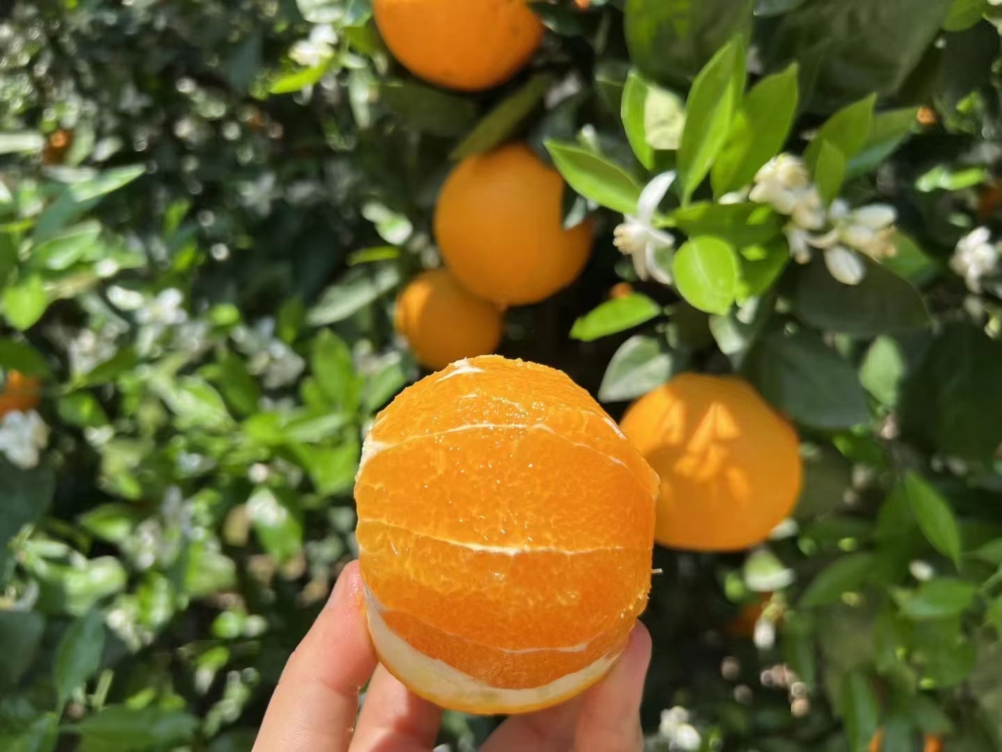 采摘中的夏橙果农