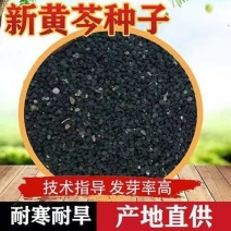 黄芪籽大量有货产地直供品质保证服务周到