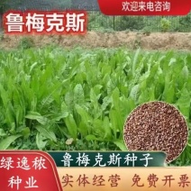 进口鲁梅克斯种子俄罗斯饲料菜多年生四季牧草种子鸡鸭鹅猪