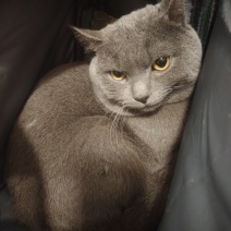 宠物猫