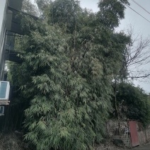 竹子🎍