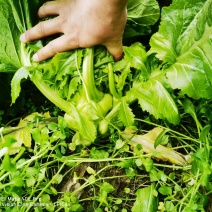 茅溪镇供销社出售榨菜3-4万斤