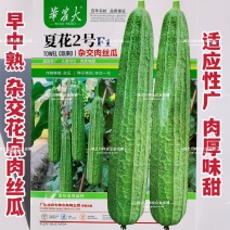 华南农业大学夏花2号杂交肉丝瓜种子肉厚味甜耐热大花点丝瓜
