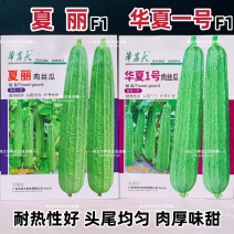 夏丽/华夏1号花点大肉肉丝瓜种子棱角丝瓜种子早熟耐热
