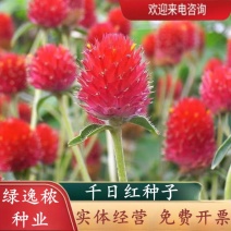 千日红种子