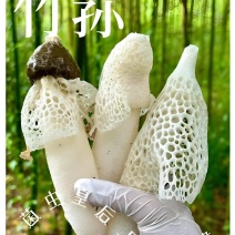 原产地竹荪原货精品电话咨询更优惠品质嘎嘎好
