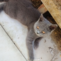 猫咪