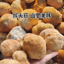 各种规格猴头菇干货散装猴头蘑福建古田特产食用菌干货
