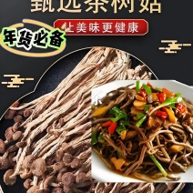 福建干茶树菇批发茶树菇茶树菇干货散装原产地直销批发