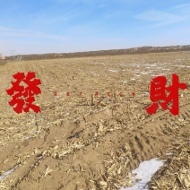 600亩地下水自动化滴灌优质耕地承包地势平坦适合大型农机