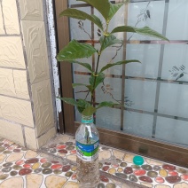 草珊瑚苗，45公分