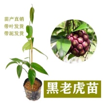 正宗黑老虎苗爬藤布福娜树苗耐寒南北方阳台庭院四季种植