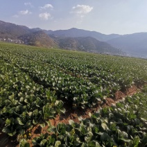 7121迟菜心