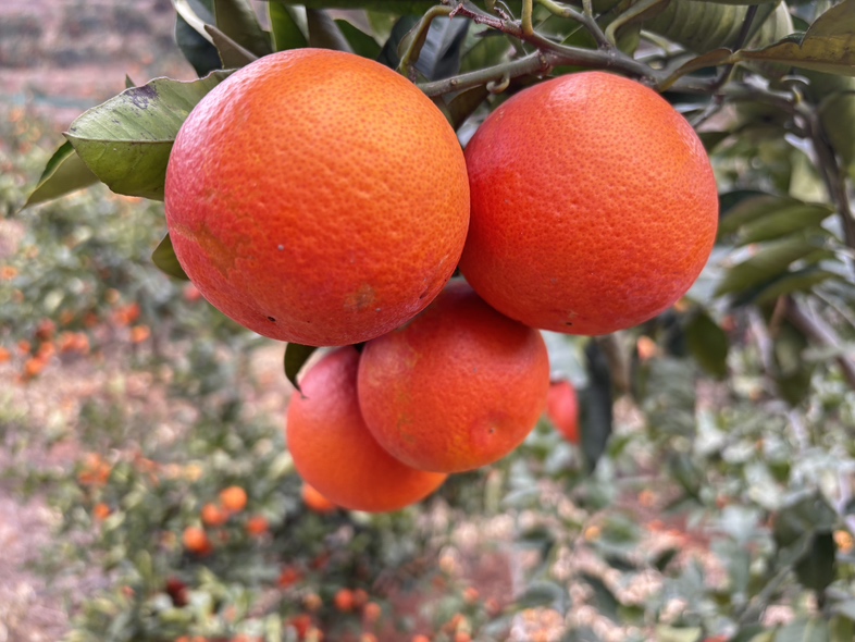 血橙切开后露出鲜艳的红色果肉，果汁丰富，背景为自然光下的果园环境