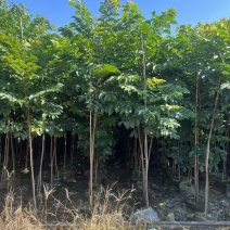 麻楝1-12分，各种规格，大量低价出售