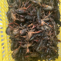 小龙虾