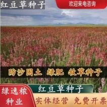 绿肥牧草红豆草驴食草蜜源固氮改善土壤防沙适应型强饲用畜禽
