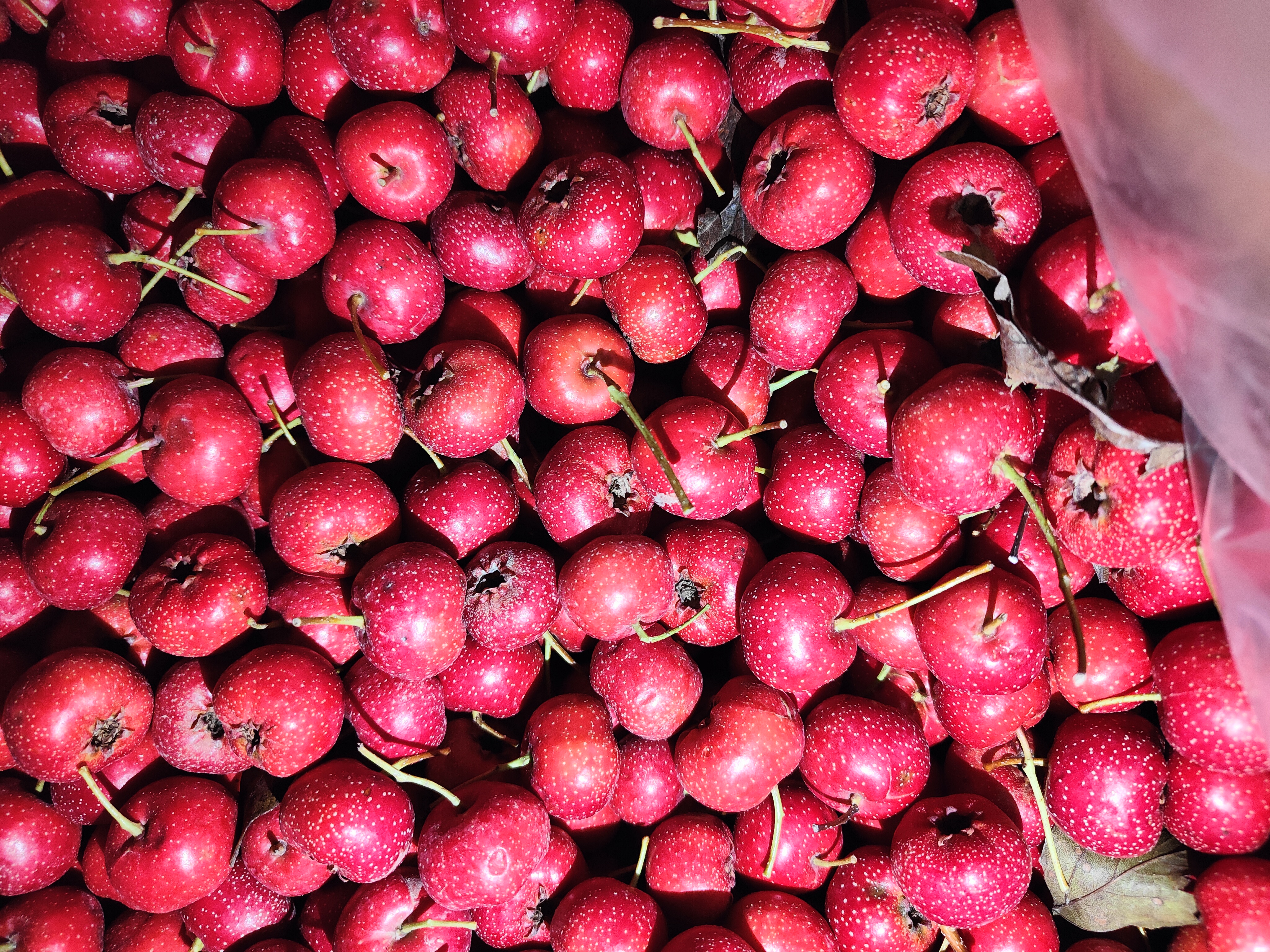 一张对比展示图,左侧为甜红子,右侧为普通山楂和苹果,三者并列摆放于木质托盘上,背景为厨房台面,突出甜红子小巧红润的外观特征及与其他水果的视觉差异 甜红子与其他水果对比图