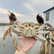 湖北洪湖清水大闸蟹，一手货源，基地直发，包邮，可混批