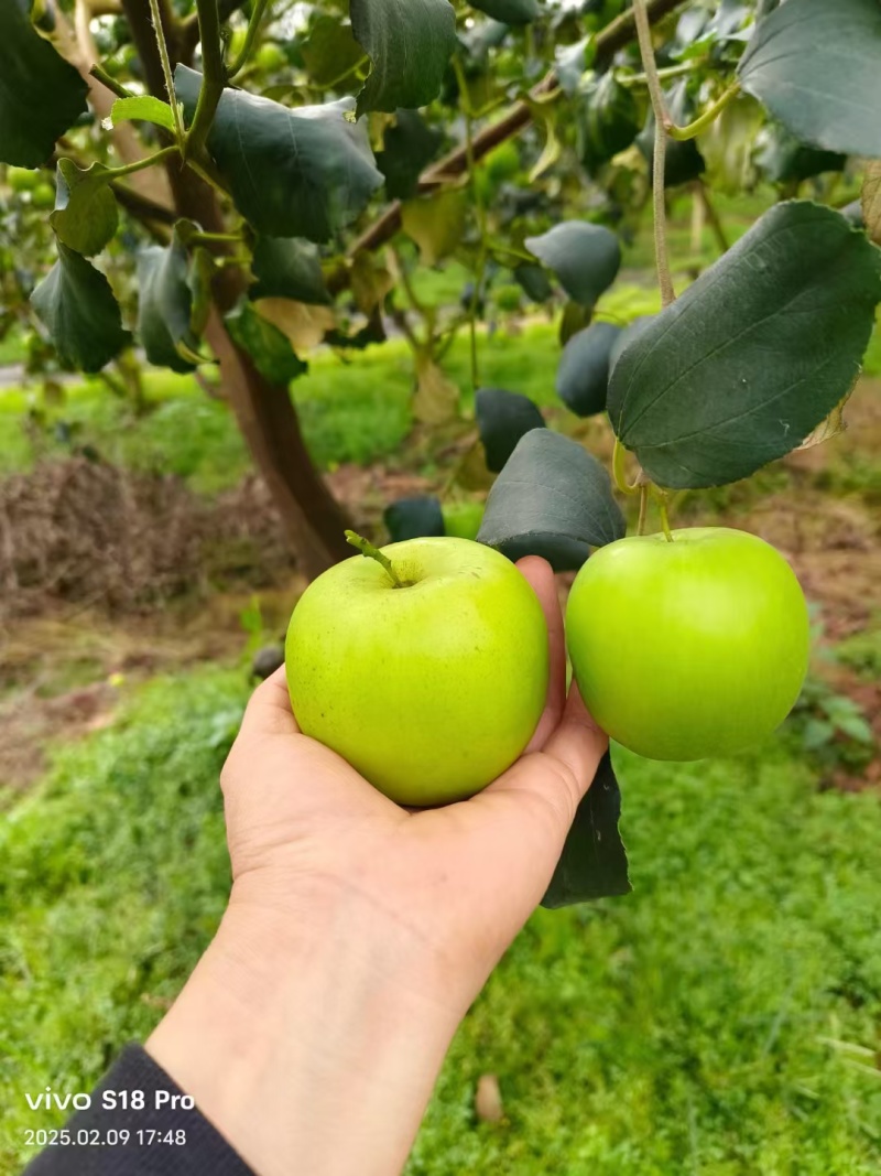 云南文山马关县鲜枣 18.00元/公斤苹果枣子