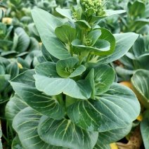 苏州菜芯