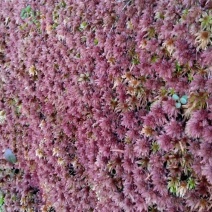 有大量的野生水苔批发有需要的老板联系，，