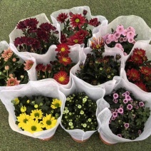 150#多彩荷兰菊品种丰富色泽艳丽默认随机混装