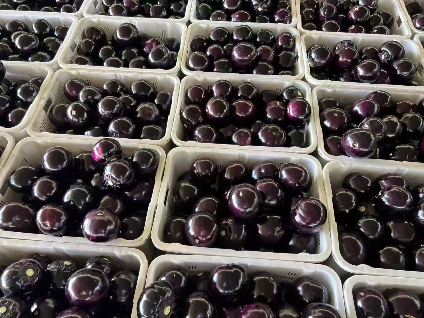 在一个明亮的室内展销会现场,展台上摆放着数个设计精美的礼盒,礼盒打开后整齐码放着大小一致、色泽鲜亮的紫红色圆茄子,旁边配有品牌标识和二维码溯源信息,一名参展人员正向参观者介绍产品特点 南方农产品展销会上展示的精品圆茄礼盒