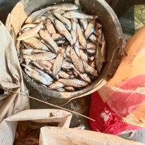 小链鱼