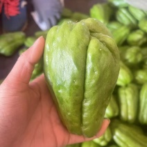 精品佛手瓜/大量供应/大量供应/一手货源/产地直发/全国发货