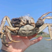 湖北洪湖大闸蟹清水河蟹一手货源基地直发，量大